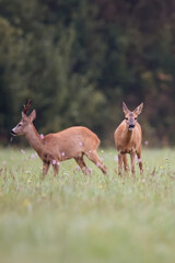 Roe-deer in the forest