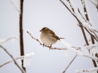 Haussperling (Passer domesticus) 
