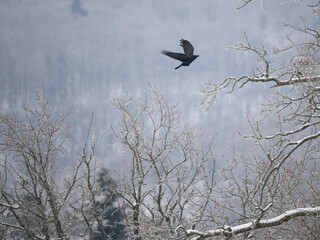 Kolkrabe (Corvus corax) 