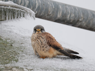 Turmfalke (Falco tinnunculus)  