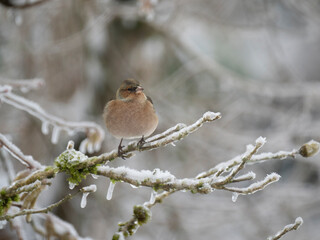 Buchfink (Fringilla coelebs)   
