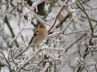 Buchfink (Fringilla coelebs)   