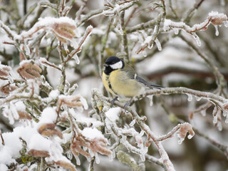 Kohlmeise (Parus major)  