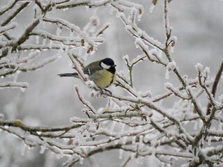 Kohlmeise (Parus major)  