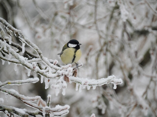 Kohlmeise (Parus major)  