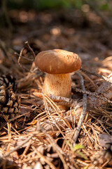 Porcini mushroom grows in pine tree forest at autumn season..