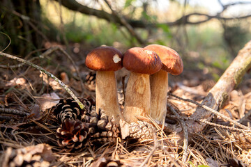 Fototapeta premium Triple porcini mushroom grows in pine tree forest at autumn season..