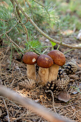 Triple porcini mushroom grows in pine tree forest at autumn season..