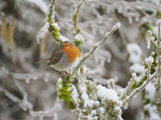 Rotkehlchen (Erithacus rubecula)  