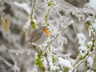 Rotkehlchen (Erithacus rubecula)  