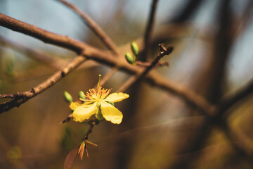 bright yellow ochna integerrima flower,yellow hoa mai or ochna integerrima get bloom in the morning,Single Ochna integerrima blossom