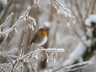 Rotkehlchen (Erithacus rubecula)  