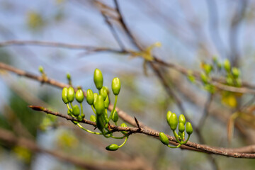 bright yellow ochna integerrima flower,yellow hoa mai or ochna integerrima get bloom in the morning,Single Ochna integerrima blossom