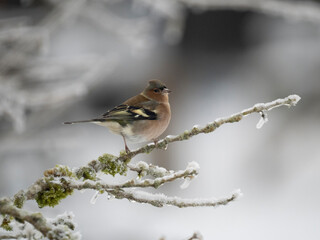 Buchfink (Fringilla coelebs)   