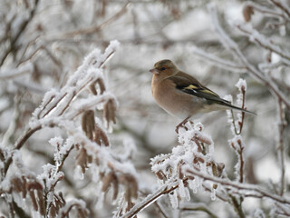 Buchfink (Fringilla coelebs)   