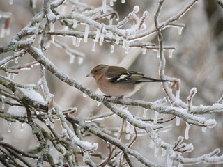 Buchfink (Fringilla coelebs)   