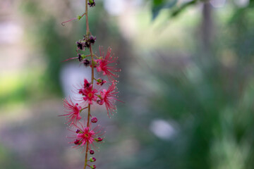 The Barringtonia acutangula has a beautiful trunk and base, Barringtonia acutangula flowers are usually red and Barringtonia acutangula leaves are lance-shaped. 