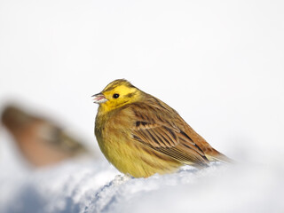Goldammer (Emberiza citrinella)   
