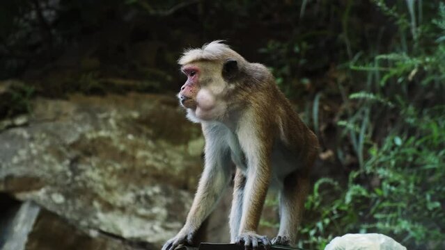  Insatiable wild macaque stuffs his gob with food and asks for more fruits.