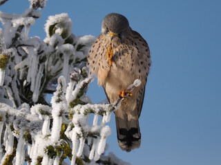 Turmfalke (Falco tinnunculus)  