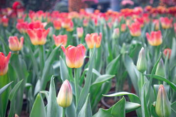 tulips in the garden