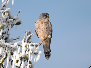 Turmfalke (Falco tinnunculus)  