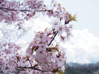 桜