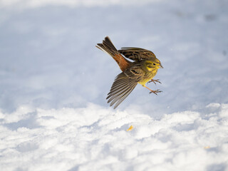 Goldammer (Emberiza citrinella)