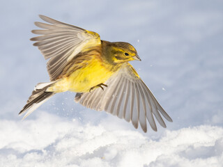 Goldammer (Emberiza citrinella)