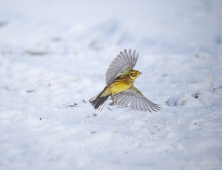 Goldammer (Emberiza citrinella)