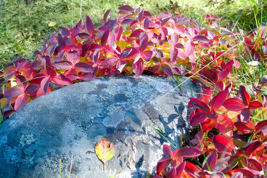 burgundy leaves of Cornus suecica around cyan stone. beauty of northern nature.