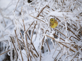 Goldammer (Emberiza citrinella)