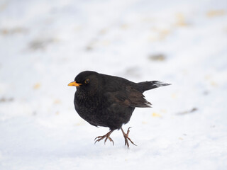 Amsel (Turdus merula)