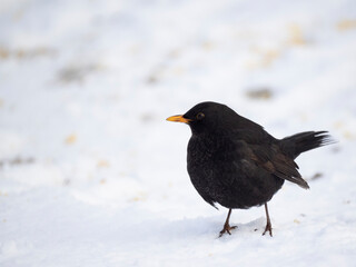 Amsel (Turdus merula)   