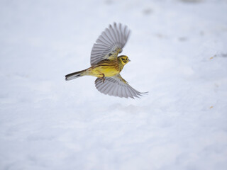 Goldammer (Emberiza citrinella)