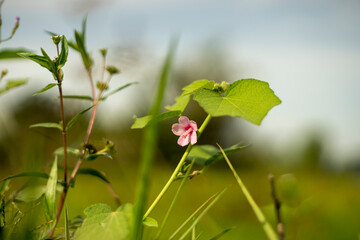 Convolvulaceae is a very familiar plant,Convolvulaceae adapts very well to the living environment in our country. Therefore,Convolvulaceae taking care of the Convolvulaceae is also simple.