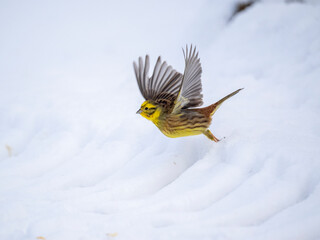 Goldammer (Emberiza citrinella)
