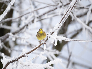 Goldammer (Emberiza citrinella)
