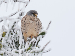 Turmfalke (Falco tinnunculus)