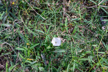 A peaceful scene featuring a single white flower nestled in green and brown grass.