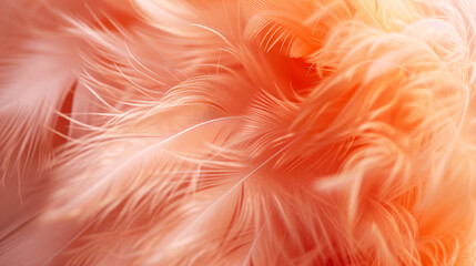 An abstract background of fluffy peach fuzz feathers
