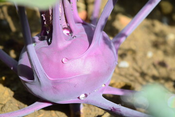 Detail of a purple kohlrabi with a morning dew