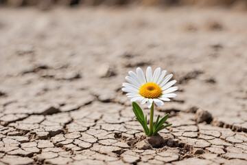 One chamomile flower on dry ground with cracks. Global warming. dry season. environmental threat, climate crisis, nature conservation concept. Save the Earth.