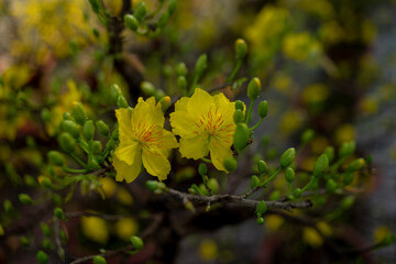 Ochna thomasiana,Single Ochna integerrima blossom,Yellow Ochna,Ochna integerrima was domesticated by Vietnamese immigrants from wild plants when they colonized the South of the country