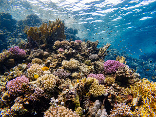 Fototapeta na wymiar Underwater scene with exotic fishes and coral reef of the Red Sea 