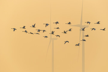 little swans fly over wind farms in the haze