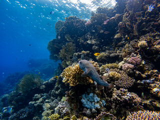 Naklejka na ściany i meble Underwater scene with Chilomycterus reticulatus, spotfin burrfish, porcupinefish, exotic fishes and coral reef of the Red Sea