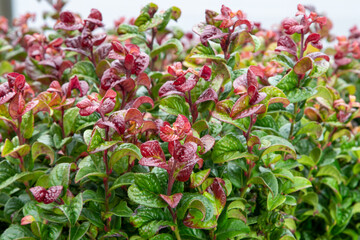 Leucothoe curly red (Leucothoe axillaris 'Curly Red') switch ivy