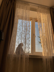 the sunset sky is visible through the tulle and the silhouette of a cat on the windowsill