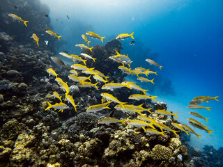 Underwater scene with a school of yellowfin goatfish in coral reef of the Red Sea